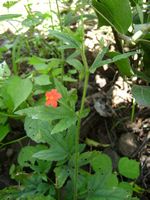 Hibiscus allenii all2-t.JPG